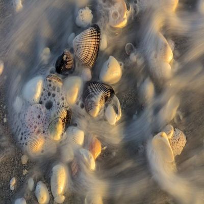 Posterazzi PDDUS10CHA0145LARGE Surf on Seashells on Sanibel Island in Florida, USA Photo Print, 24 x 36, Multi