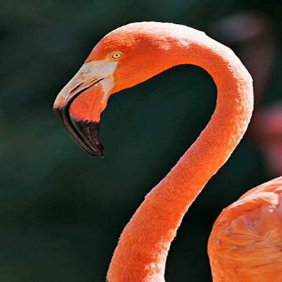 Posterazzi PDDUS05BJY1443LARGE USA, California, Flamingo at Sacramento Zoo. Credit as: Dennis Flaherty/Jaynes Gallery/DanitaDelimont.com Photo Print, 24 x 36, Multi