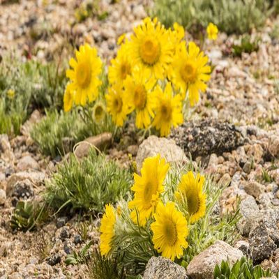 Posterazzi PDDUS06BJY1302LARGE USA, Colorado, Mt. Evans. Alpine Sunflowers Close-up Photo Print, 24 x 36, Multi