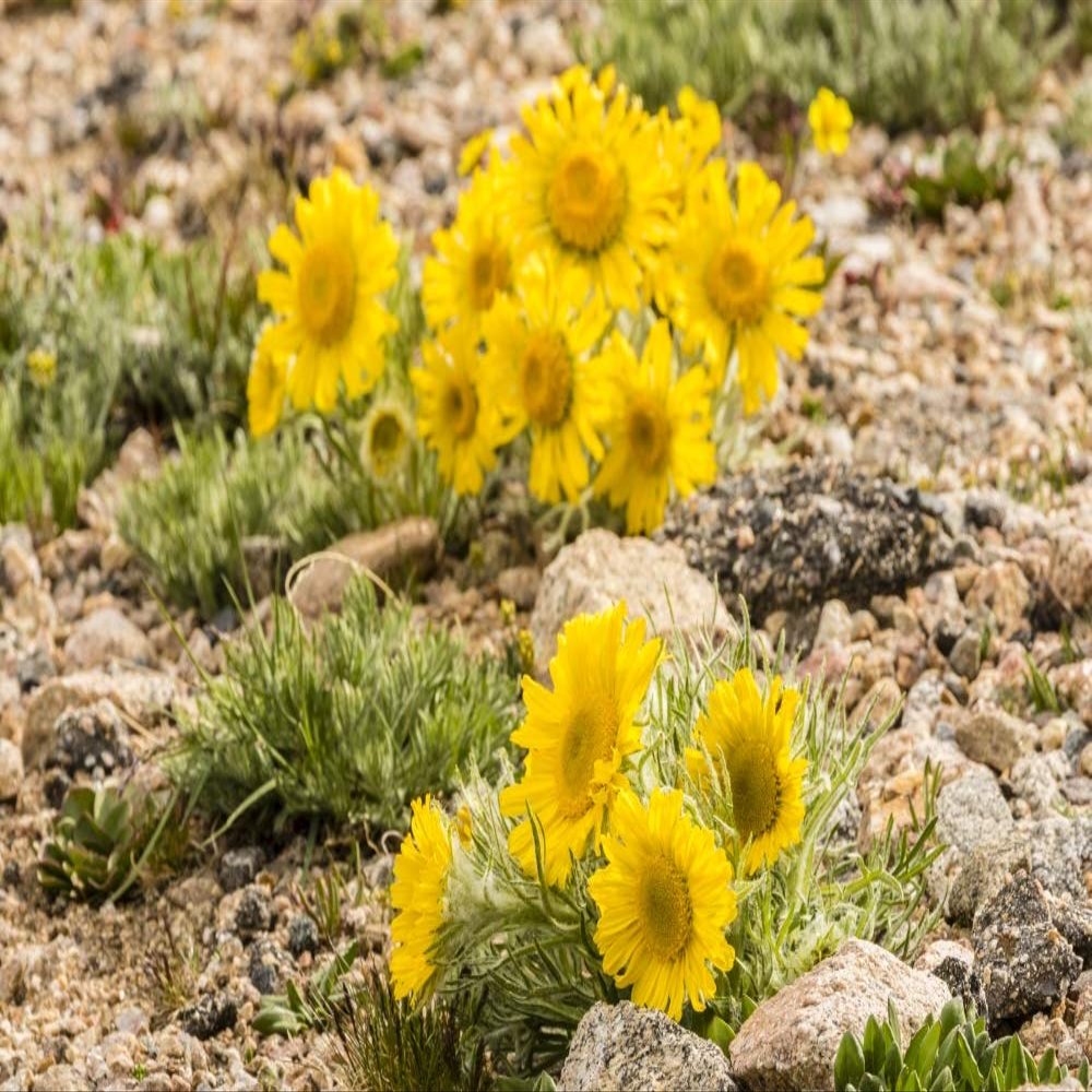 Posterazzi PDDUS06BJY1302LARGE USA, Colorado, Mt. Evans. Alpine Sunflowers Close-up Photo Print, 24 x 36, Multi