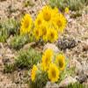Posterazzi PDDUS06BJY1302LARGE USA, Colorado, Mt. Evans. Alpine Sunflowers Close-up Photo Print, 24 x 36, Multi view 1