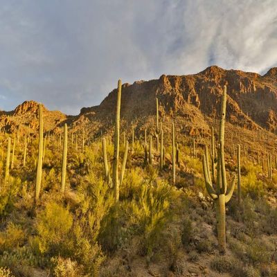 Posterazzi PDDUS03DGU0190LARGE Morning Light Cactus Saguaro National Park, Arizona Photo Print, 24 x 36, Multi