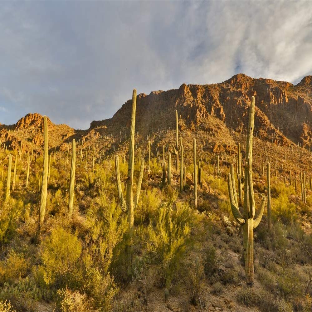 Posterazzi PDDUS03DGU0190LARGE Morning Light Cactus Saguaro National Park, Arizona Photo Print, 24 x 36, Multi