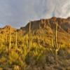 Posterazzi PDDUS03DGU0190LARGE Morning Light Cactus Saguaro National Park, Arizona Photo Print, 24 x 36, Multi view 1