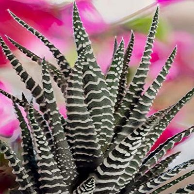 Posterazzi PDDUS06BJY1561LARGE USA, Colorado, Fort Collins. Zebra Plant Succulent. Credit as Fred Lord/Jaynes Gallery/DanitaDelimont.com Photo Print, 24 x 36, Multi