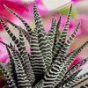 Posterazzi PDDUS06BJY1561LARGE USA, Colorado, Fort Collins. Zebra Plant Succulent. Credit as Fred Lord/Jaynes Gallery/DanitaDelimont.com Photo Print, 24 x 36, Multi view 1