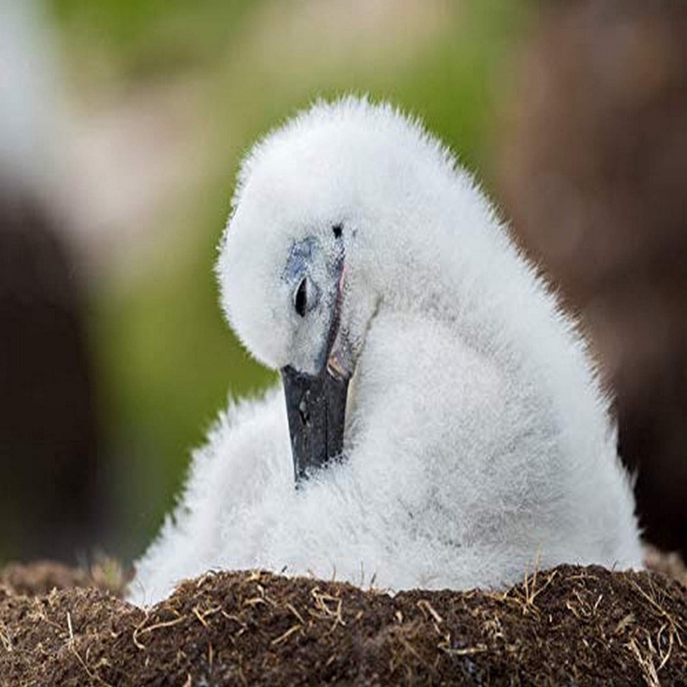 Posterazzi PDDSA09MZW1312LARGE Black-Browed Albatross Chick on Tower-Shaped nest, Falkland Islands Photo Print, 36 x 24, Multi