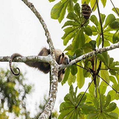 Posterazzi PDDSA22BJY0309LARGE Costa Rica, Lake Arenal. Northern tamandua Anteater in Tree. Credit as: Cathy & Gordon Illg/Jaynes Gallery/DanitaDelimont.com Photo Print, 36 x 24, Multi