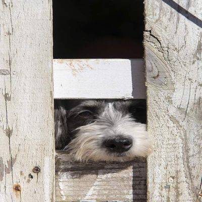 Posterazzi PDDUS11TDR0013LARGE USA, Georgia. Engaging Dog peeks Through Fence wistfully Photo Print, 24 x 36, Multi