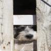 Posterazzi PDDUS11TDR0013LARGE USA, Georgia. Engaging Dog peeks Through Fence wistfully Photo Print, 24 x 36, Multi view 1