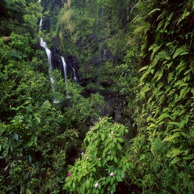 Posterazzi PDDUS12SWR0697LARGE Waimoku Falls Surrounded by Verdant Forest, Impatiens Flowers, Maui, Hawaii Photo Print, 24 x 36, Multi