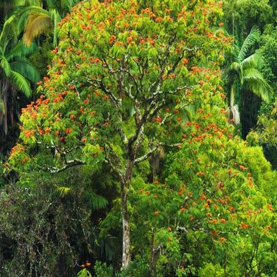 Posterazzi PDDUS12RBS0489LARGE African Tulip Tree and Lush Vegetation on The Hamakua Coast, The Big Island, Hawaii, USA Photo Print, 24 x 36, Multi