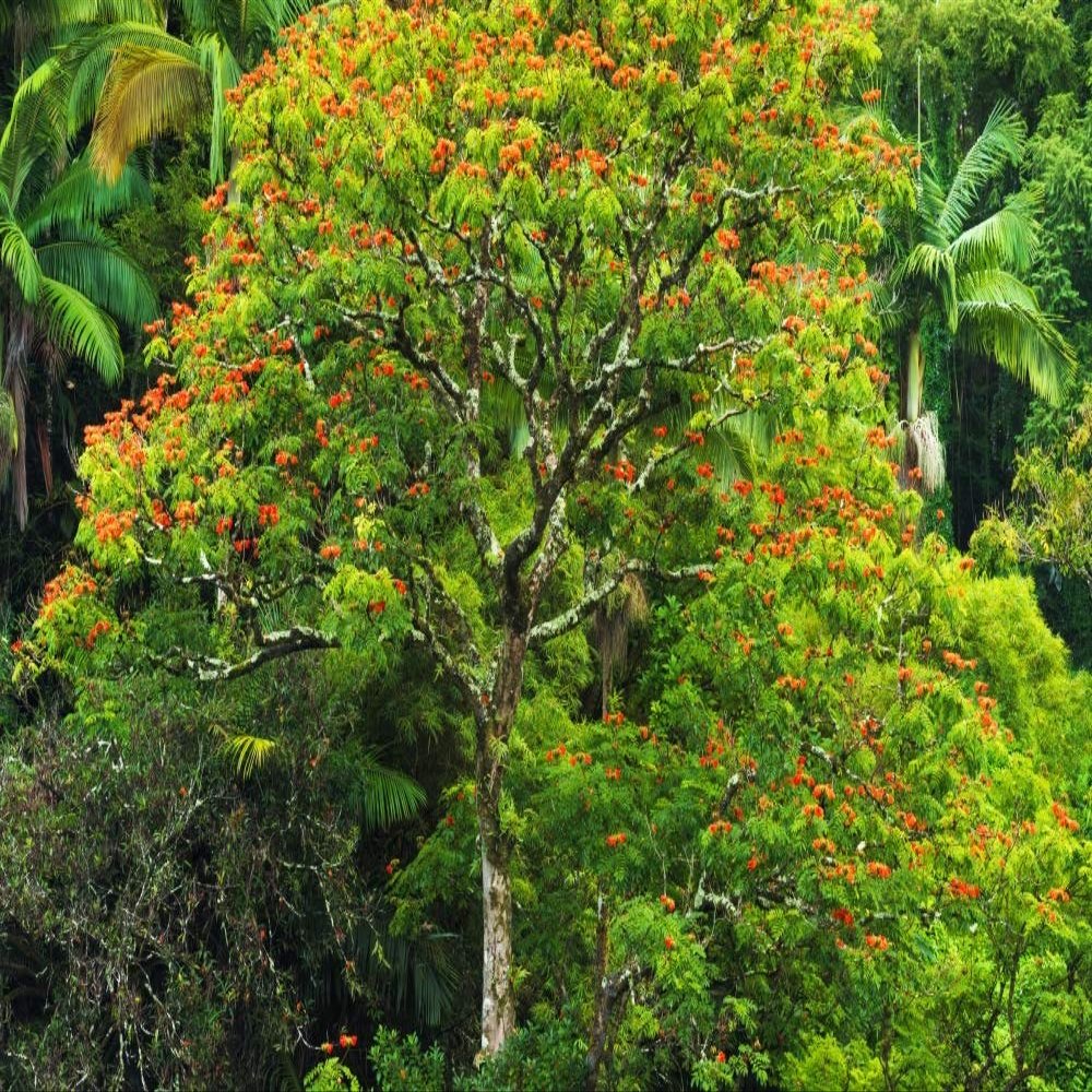 Posterazzi PDDUS12RBS0489LARGE African Tulip Tree and Lush Vegetation on The Hamakua Coast, The Big Island, Hawaii, USA Photo Print, 24 x 36, Multi