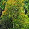 Posterazzi PDDUS12RBS0489LARGE African Tulip Tree and Lush Vegetation on The Hamakua Coast, The Big Island, Hawaii, USA Photo Print, 24 x 36, Multi view 1
