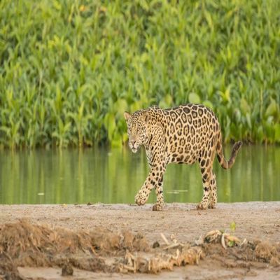 Posterazzi PDDSA04JHO0172LARGE Pantanal, Mato Grosso, Brazil. Jaguar Walking on a Sandbar on The Cuiaba River Photo Print, 24 x 36, Multi