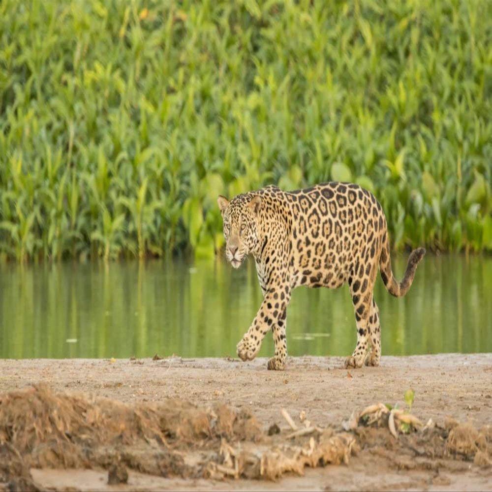 Posterazzi PDDSA04JHO0172LARGE Pantanal, Mato Grosso, Brazil. Jaguar Walking on a Sandbar on The Cuiaba River Photo Print, 24 x 36, Multi