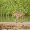 Posterazzi PDDSA04JHO0172LARGE Pantanal, Mato Grosso, Brazil. Jaguar Walking on a Sandbar on The Cuiaba River Photo Print, 24 x 36, Multi view 1