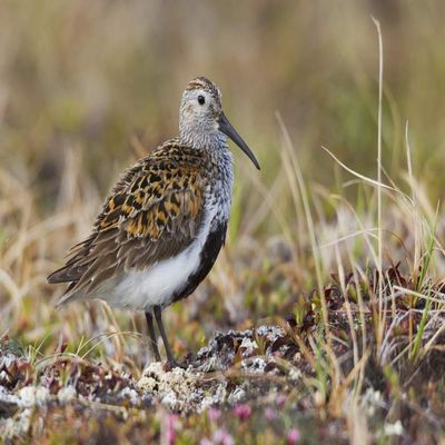 Posterazzi PDDUS02KAR0290LARGE Dunlin on Arctic Tundra Photo Print, 24 x 36, Multi
