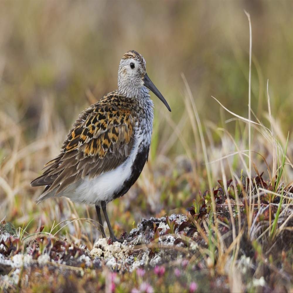 Posterazzi PDDUS02KAR0290LARGE Dunlin on Arctic Tundra Photo Print, 24 x 36, Multi