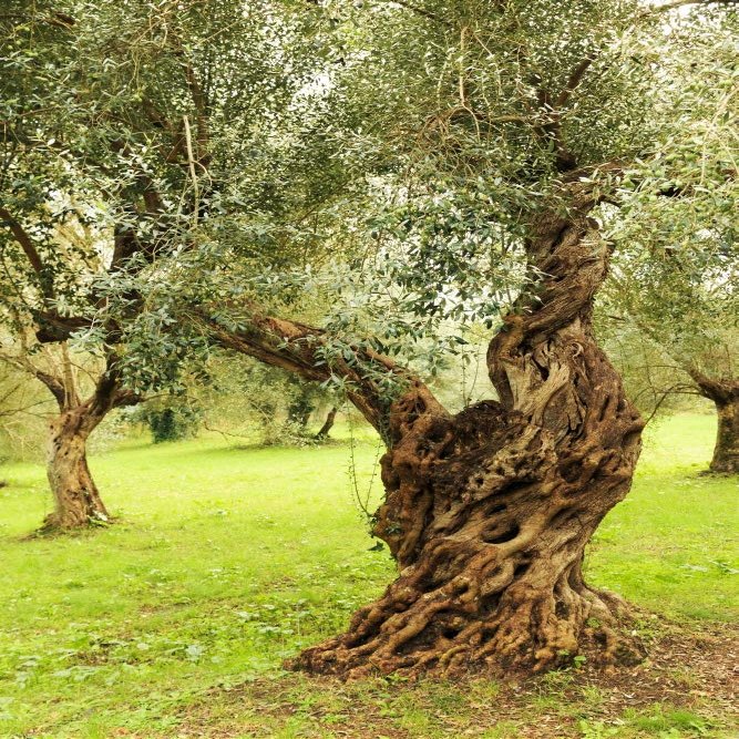 Posterazzi PDDEU16EWI0309LARGE Italy, Old Mediterranean Trees. The Botanical Name Olea europaea, Meaning 'European Olive' Photo Print, 24 x 36, Multi