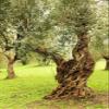 Posterazzi PDDEU16EWI0309LARGE Italy, Old Mediterranean Trees. The Botanical Name Olea europaea, Meaning 'European Olive' Photo Print, 24 x 36, Multi view 1