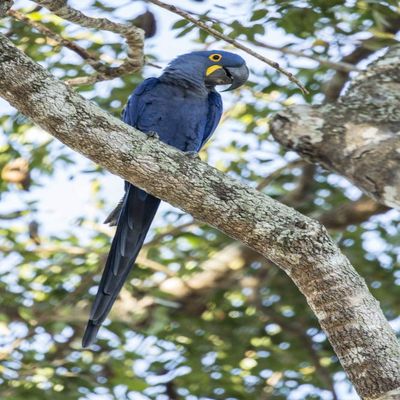 Posterazzi PDDSA04JHO0084LARGE Pantanal, Mato Grosso, Brazil. Hyacinth Macaw Perched in a Tree Photo Print, 24 x 36, Multi