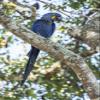 Posterazzi PDDSA04JHO0084LARGE Pantanal, Mato Grosso, Brazil. Hyacinth Macaw Perched in a Tree Photo Print, 24 x 36, Multi view 1