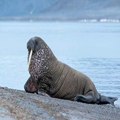 Posterazzi PDDEU21EGO0289LARGE Svalbard, Spitsbergen, a one-tusked Walrus Hauls Out onto The Shore Photo Print, 36 x 24, Multi