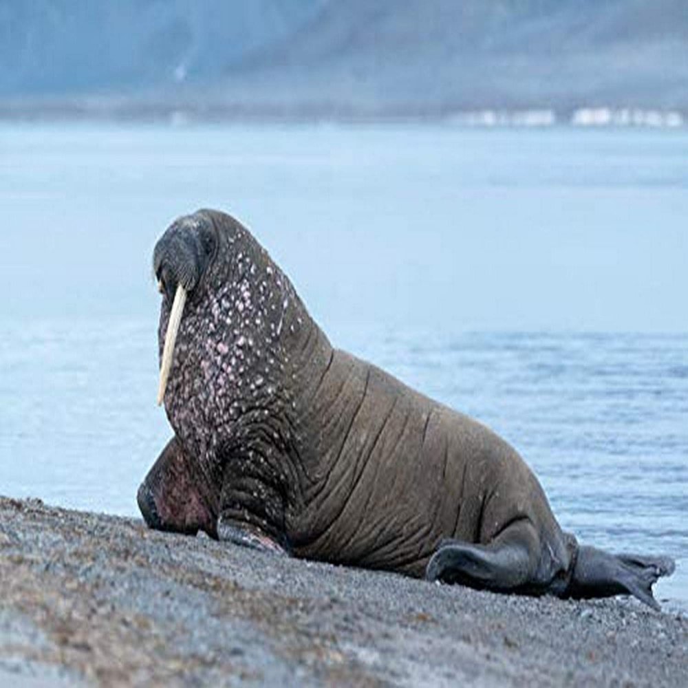 Posterazzi PDDEU21EGO0289LARGE Svalbard, Spitsbergen, a one-tusked Walrus Hauls Out onto The Shore Photo Print, 36 x 24, Multi