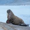 Posterazzi PDDEU21EGO0289LARGE Svalbard, Spitsbergen, a one-tusked Walrus Hauls Out onto The Shore Photo Print, 36 x 24, Multi view 1