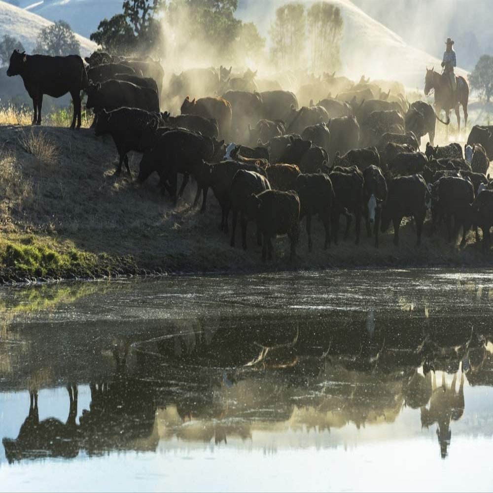Posterazzi PDDUS05ECL0040LARGE USA, California, Parkfield, V6 Ranch Cowgirl with Cows, Reflected in Pond Photo Print, 24 x 36, Multi