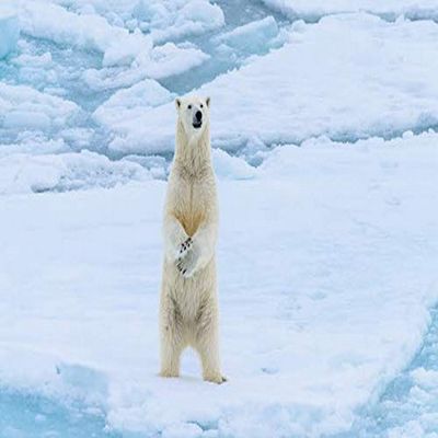 Posterazzi PDDEU21YCH0006LARGE Norway, Svalbard. Sea ice Edge, 82 Degrees North, Polar Bear Stands up Photo Print, 36 x 24, Multi