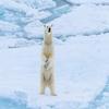 Posterazzi PDDEU21YCH0006LARGE Norway, Svalbard. Sea ice Edge, 82 Degrees North, Polar Bear Stands up Photo Print, 36 x 24, Multi view 1