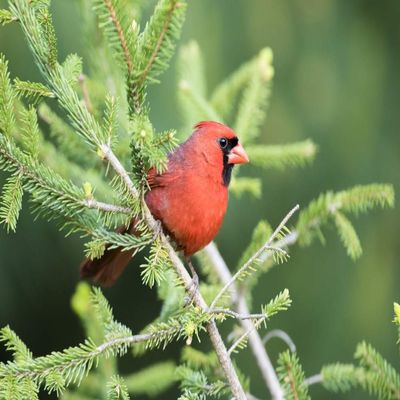 Posterazzi PDDUS14RDY2374LARGE Northern Cardinal Male in Spruce Tree, Marion County, Illinois Photo Print, 24 x 36, Multi