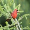 Posterazzi PDDUS14RDY2374LARGE Northern Cardinal Male in Spruce Tree, Marion County, Illinois Photo Print, 24 x 36, Multi view 1