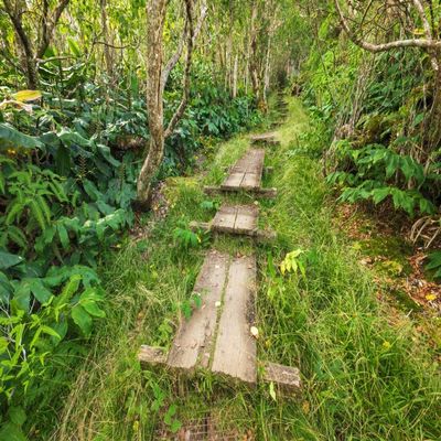 Posterazzi PDDUS12RBS0576LARGE Boardwalk on The Alakai Swamp Trail, Kokee State Park, Kauai, Hawaii, USA Photo Print, 24 x 36, Multi