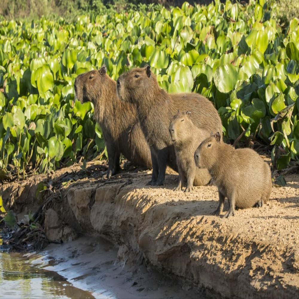 Posterazzi PDDSA04JHO0194LARGE Pantanal, Mato Grosso, Brazil. Capybara Family Portrait Along The Riverbank of The Cuiaba River Photo Print, 24 x 36, Multi