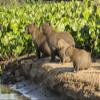 Posterazzi PDDSA04JHO0194LARGE Pantanal, Mato Grosso, Brazil. Capybara Family Portrait Along The Riverbank of The Cuiaba River Photo Print, 24 x 36, Multi view 1