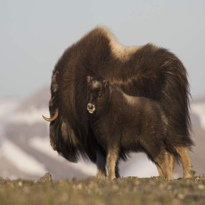 Posterazzi PDDNA02KAR0737LARGE Musk Ox with Calf Photo Print, 24 x 36, Multi