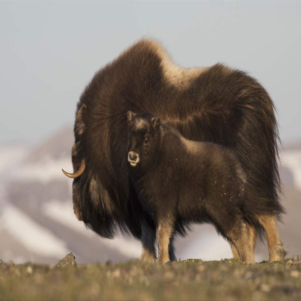 Posterazzi PDDNA02KAR0737LARGE Musk Ox with Calf Photo Print, 24 x 36, Multi