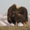 Posterazzi PDDNA02KAR0737LARGE Musk Ox with Calf Photo Print, 24 x 36, Multi view 1