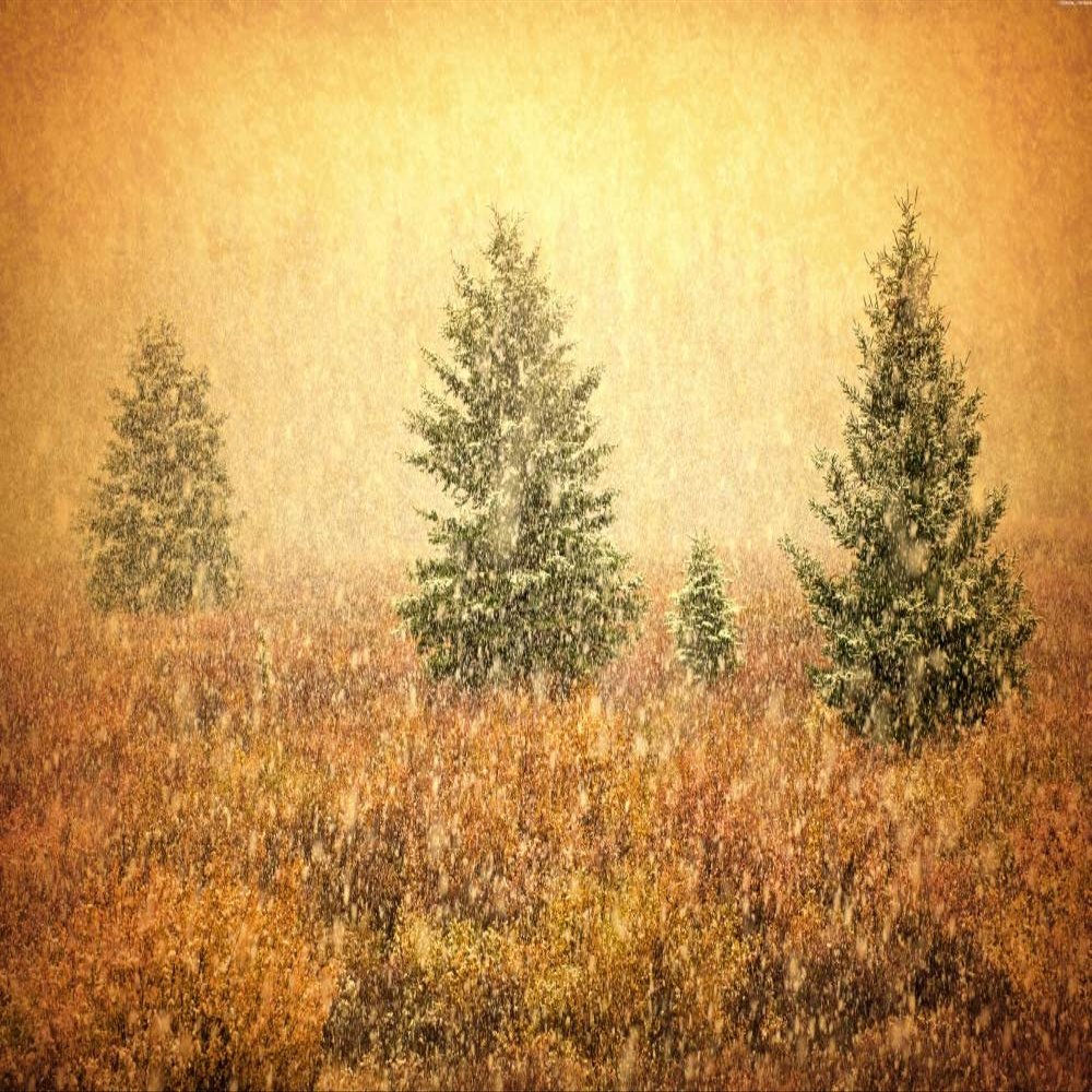 Posterazzi PDDNA01BJY0005LARGE Canada. Abstract of Evergreen Trees in Snow Photo Print, 24 x 36, Multi