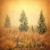 Posterazzi PDDNA01BJY0005LARGE Canada. Abstract of Evergreen Trees in Snow Photo Print, 24 x 36, Multi view 1