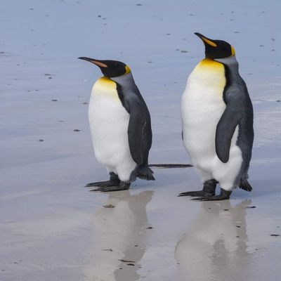Posterazzi PDDSA09SPI0018LARGE Portrait of Two King Penguins, Aptenodytes patagonica, on a White Sandy Beach Photo Print, 24 x 36, Multi