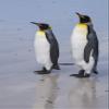 Posterazzi PDDSA09SPI0018LARGE Portrait of Two King Penguins, Aptenodytes patagonica, on a White Sandy Beach Photo Print, 24 x 36, Multi view 1