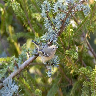Posterazzi PDDUS14RDY2369LARGE Ruby-Crowned Kinglet (Regulus Calendula) Immature in Blue Atlas Cedar, Marion County, Illinois Photo Print, 24 x 36, Multi