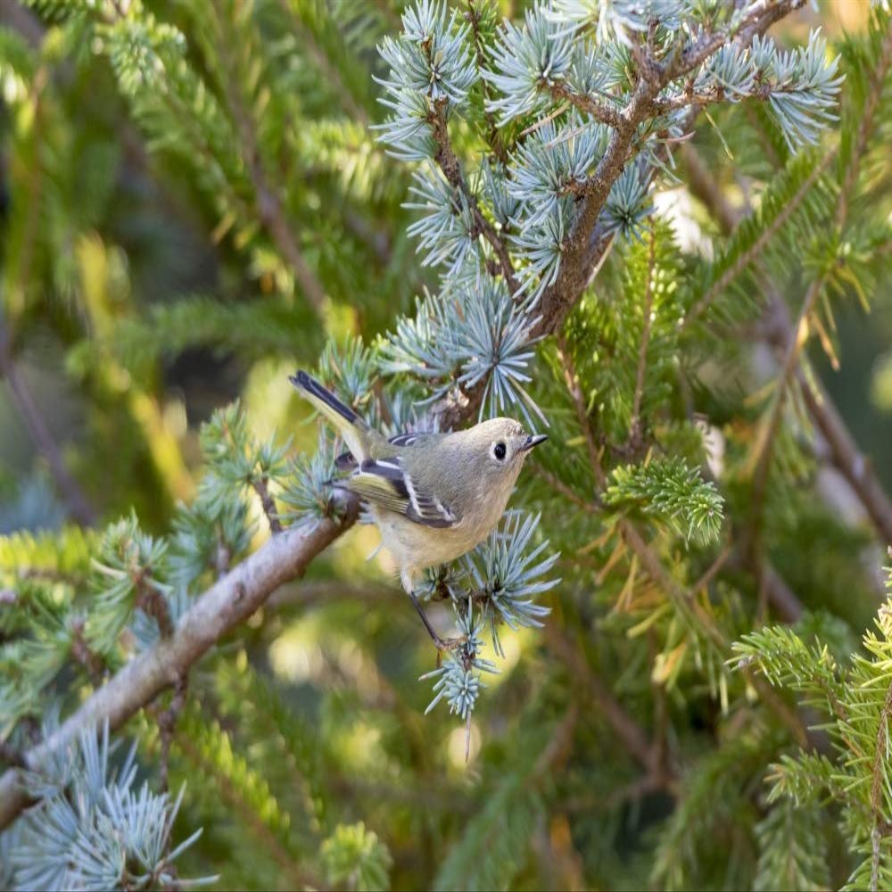 Posterazzi PDDUS14RDY2369LARGE Ruby-Crowned Kinglet (Regulus Calendula) Immature in Blue Atlas Cedar, Marion County, Illinois Photo Print, 24 x 36, Multi