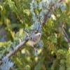 Posterazzi PDDUS14RDY2369LARGE Ruby-Crowned Kinglet (Regulus Calendula) Immature in Blue Atlas Cedar, Marion County, Illinois Photo Print, 24 x 36, Multi view 1
