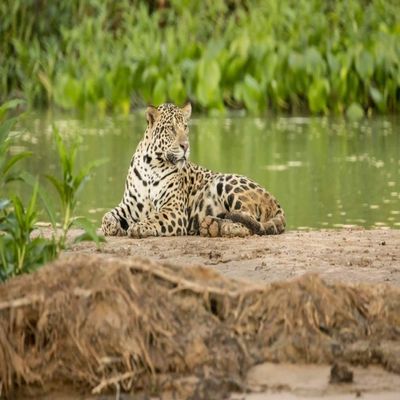 Posterazzi PDDSA04JHO0173LARGE Pantanal, Mato Grosso, Brazil. Jaguar Resting on a Sandbar Along The Cuiaba River Photo Print, 24 x 36, Multi