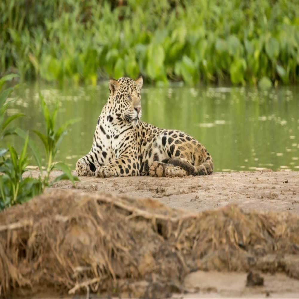Posterazzi PDDSA04JHO0173LARGE Pantanal, Mato Grosso, Brazil. Jaguar Resting on a Sandbar Along The Cuiaba River Photo Print, 24 x 36, Multi